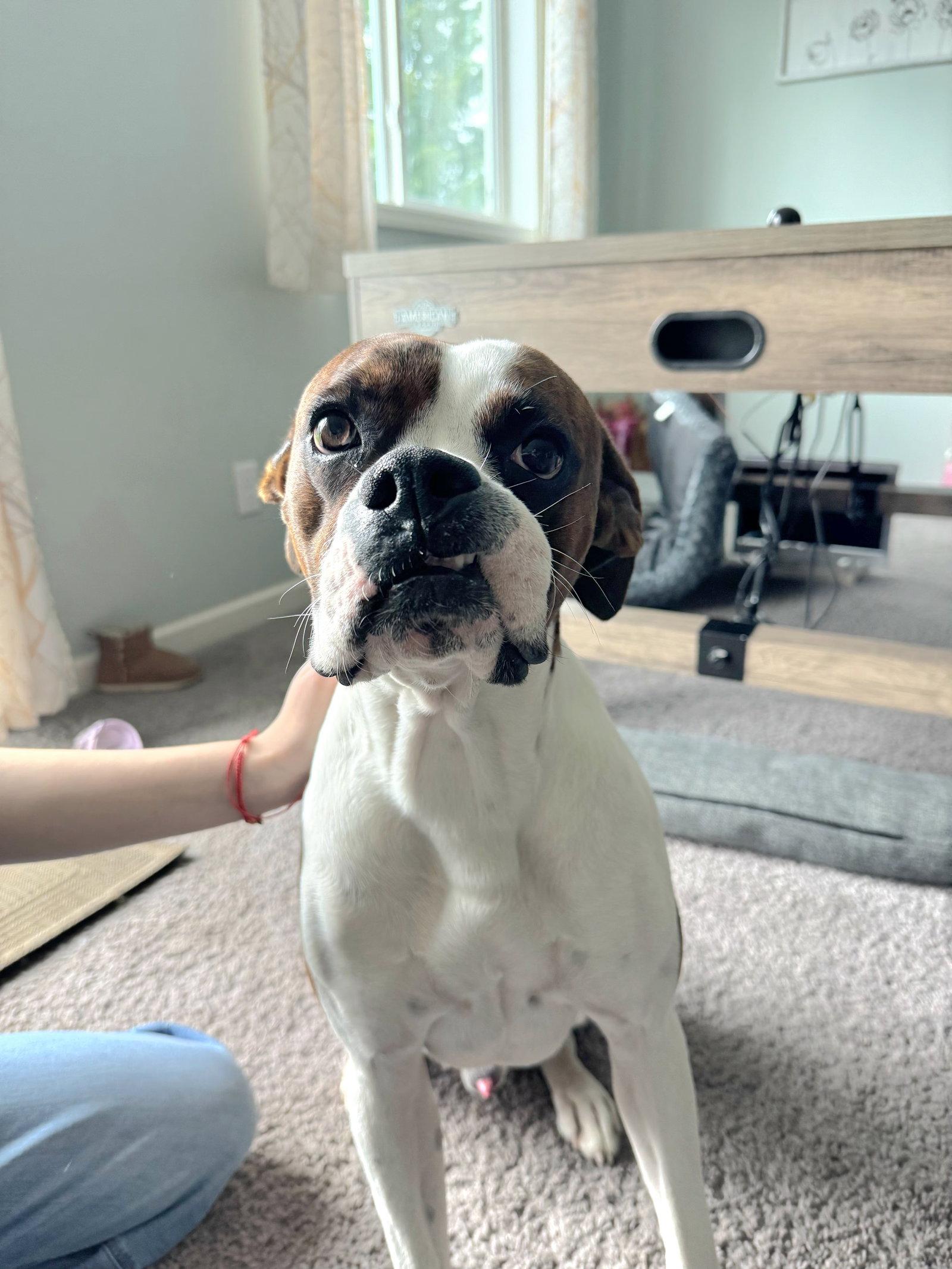 Rory *Needs Foster*, Adoptable, Adult Male Boxer.