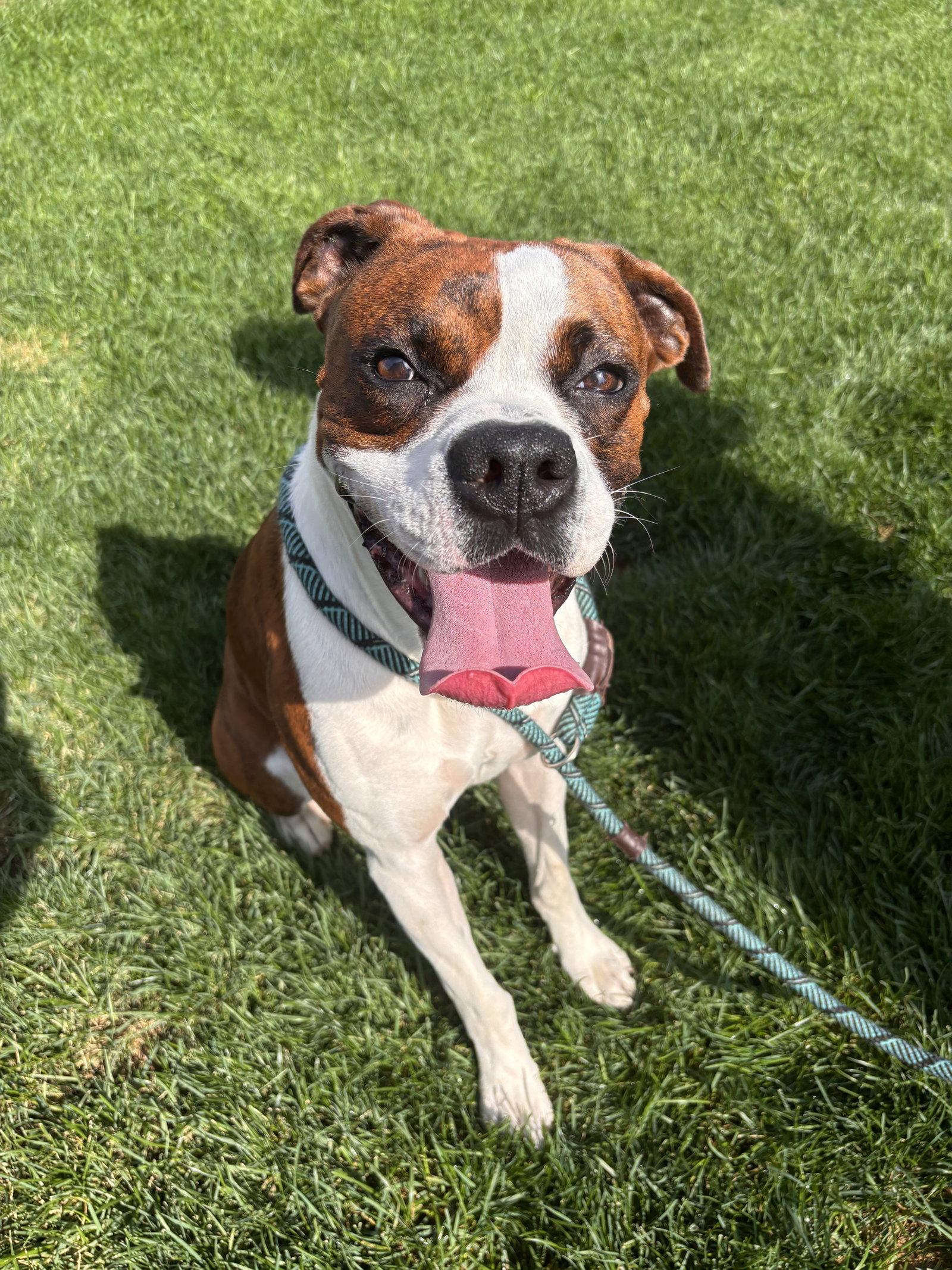 Enlarge Rory *Needs Foster*, a Adoptable Boxer in Woodbury, MN image 2/3