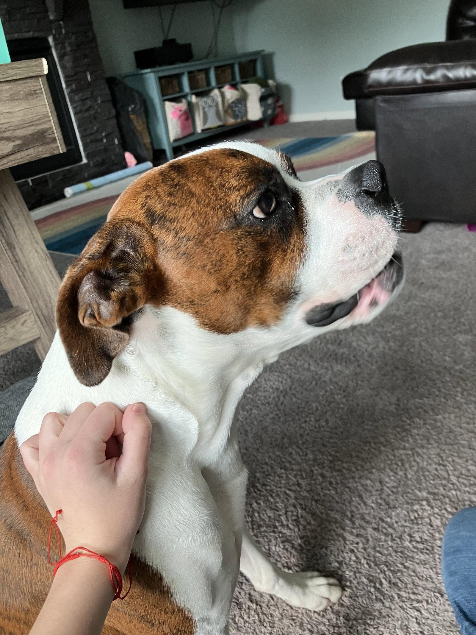 Enlarge Rory *Needs Foster*, a Adoptable Boxer in Woodbury, MN image 3/3