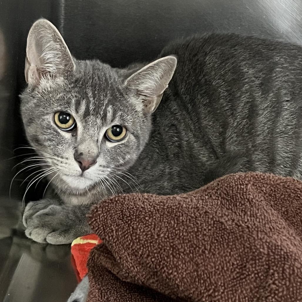 Sugar, Adoptable, Young Male Domestic Short Hair.