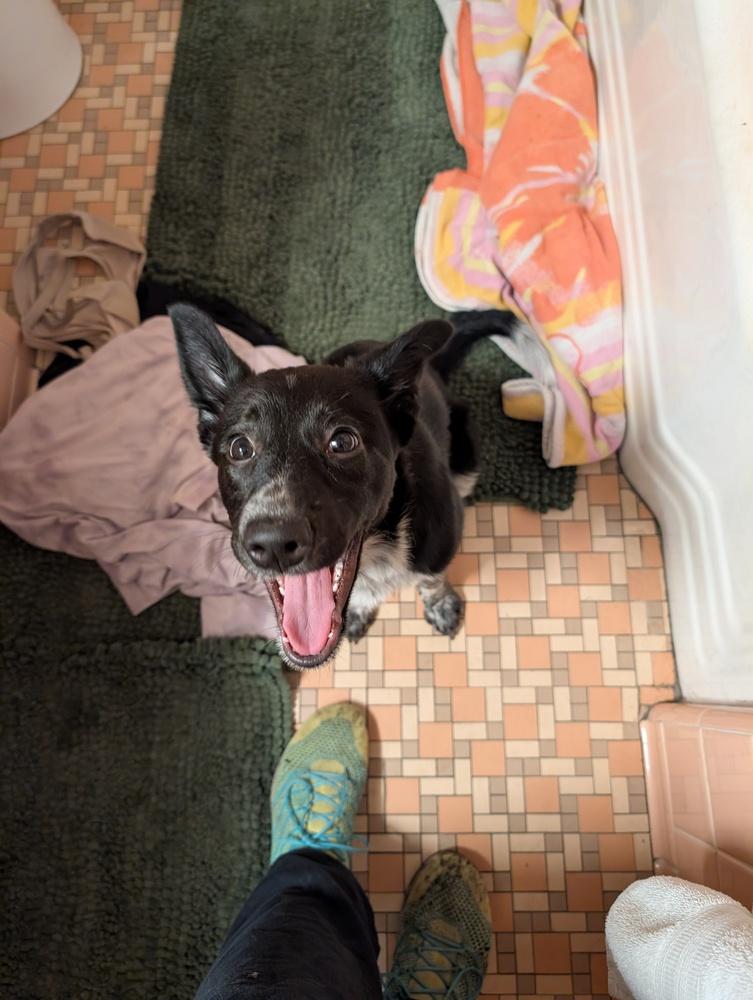 Muffin, Adoptable, Puppy Female Australian Cattle Dog / Blue Heeler & Border Collie.