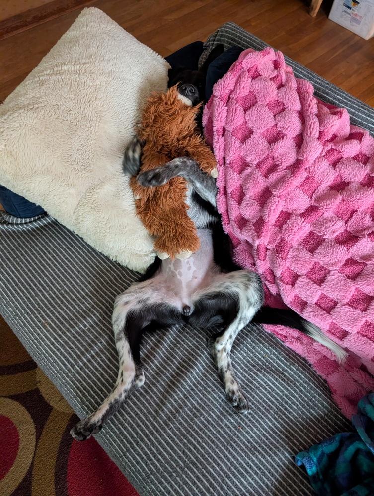 Enlarge Muffin, a Adoptable mixed breed in Lincoln Park, MI image 2/6