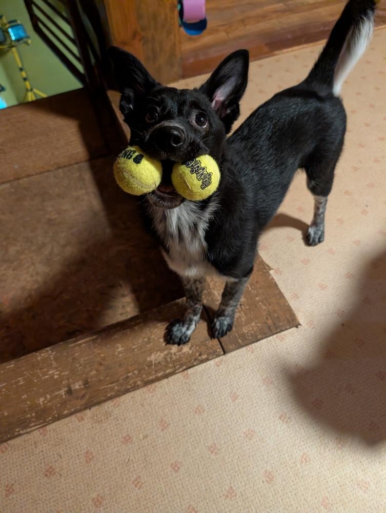 Enlarge Muffin, a Adoptable mixed breed in Lincoln Park, MI image 3/6