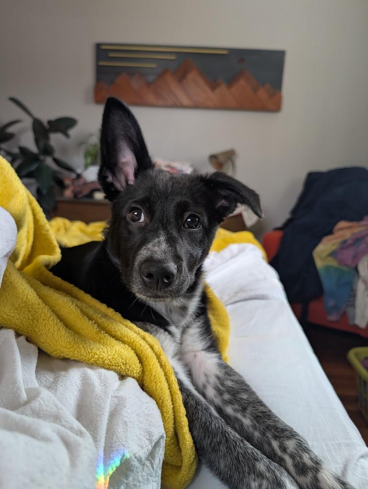 Enlarge Muffin, a Adoptable mixed breed in Lincoln Park, MI image 4/6