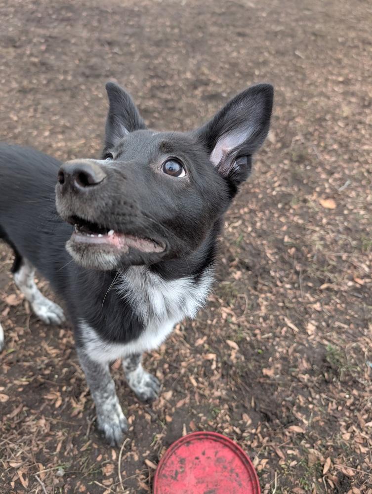 Enlarge Muffin, a Adoptable mixed breed in Lincoln Park, MI image 5/6
