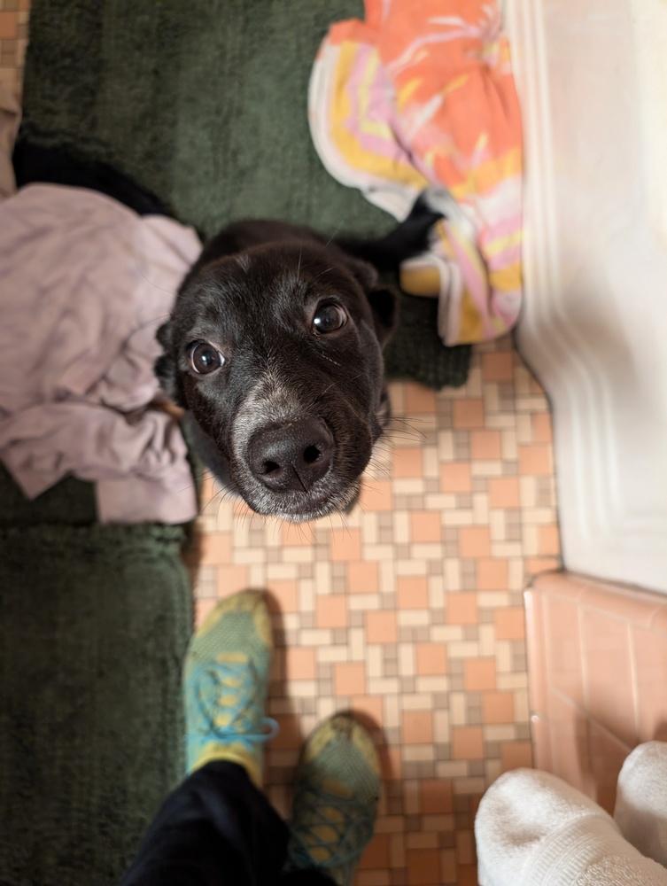 Enlarge Muffin, a Adoptable mixed breed in Lincoln Park, MI image 6/6