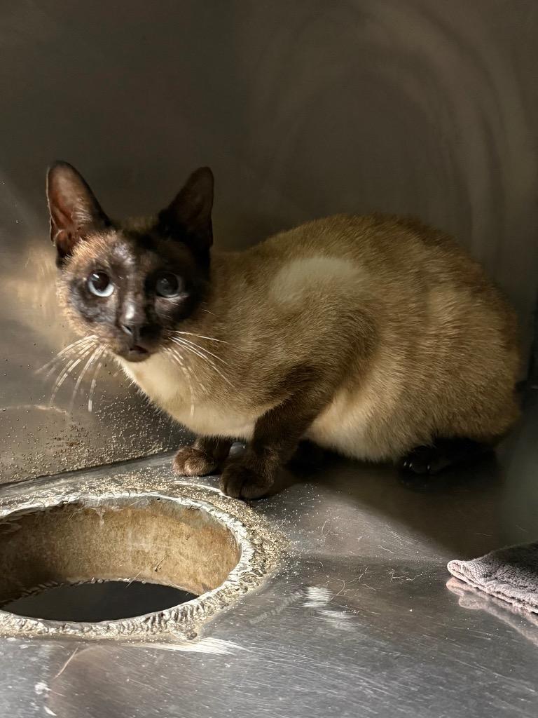 Lovato, Adoptable, Young Male Domestic Short Hair.