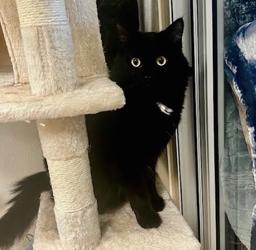 Noah, Adoptable, Young Male Domestic Medium Hair.