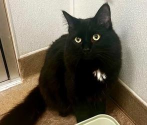 Enlarge Noah, a Adoptable mixed breed in San Diego, CA image 2/2