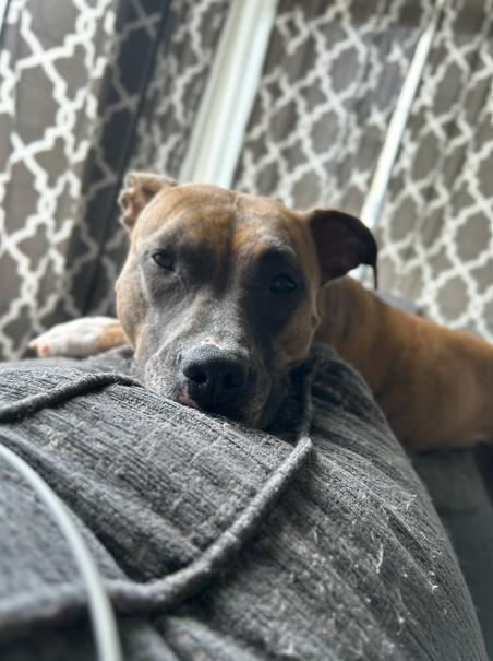 Enlarge Kiwi, a ADOPTABLE mixed breed in Brunswick, OH image 4/6