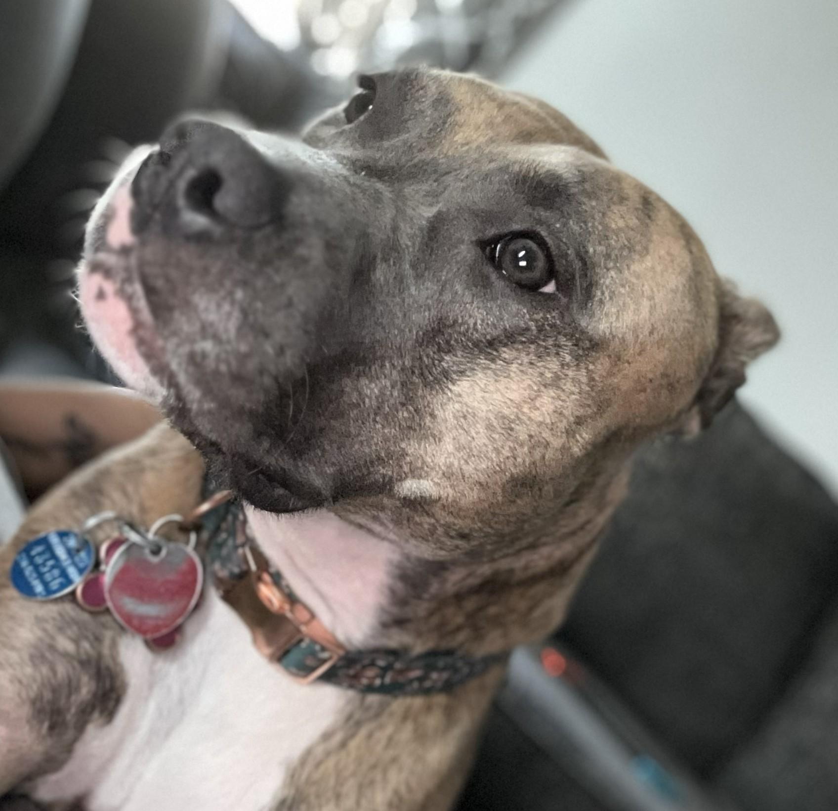 Kiwi, ADOPTABLE, Adult Female Catahoula Leopard Dog.