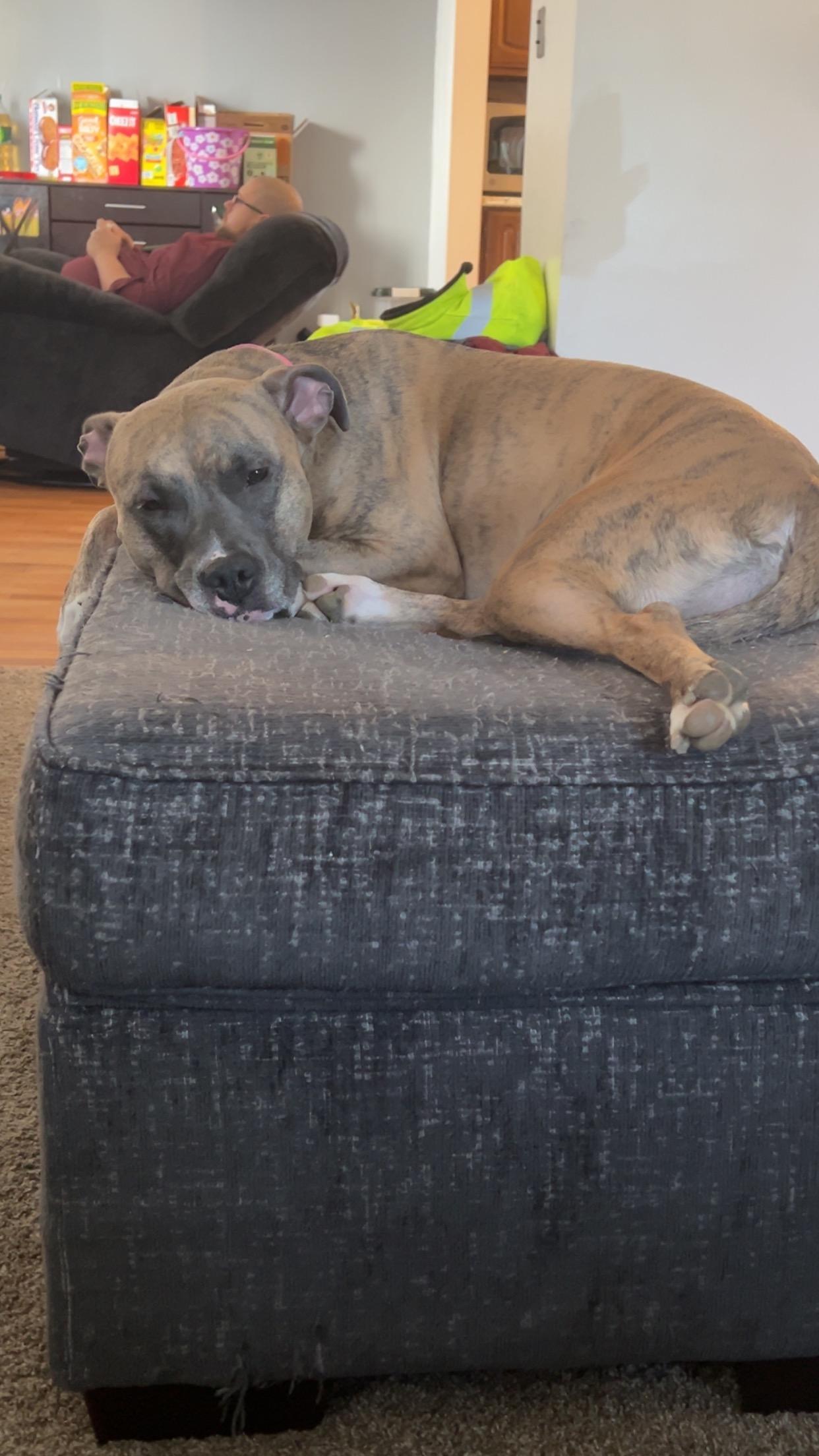 Enlarge Kiwi, a ADOPTABLE mixed breed in Brunswick, OH image 6/6