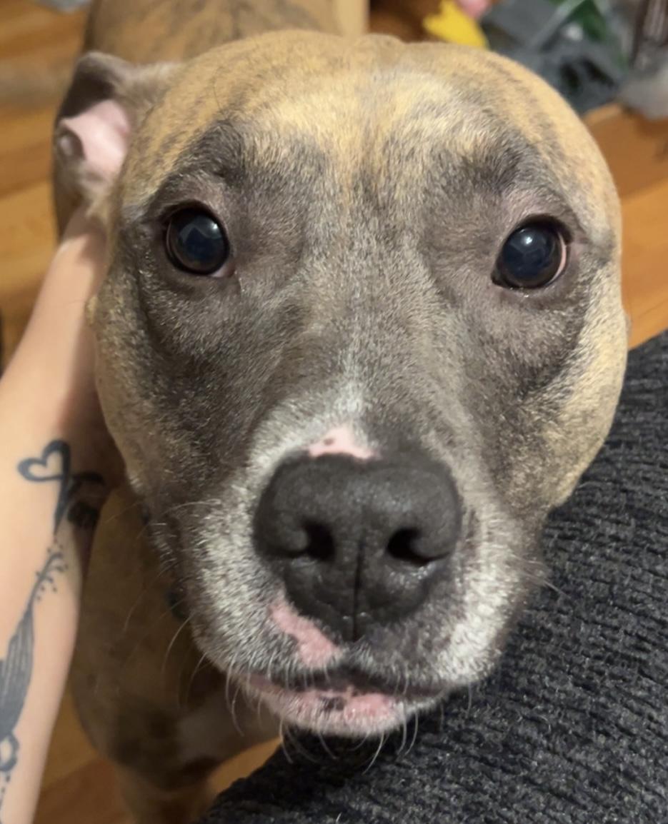 Enlarge Kiwi, a ADOPTABLE mixed breed in Brunswick, OH image 2/6