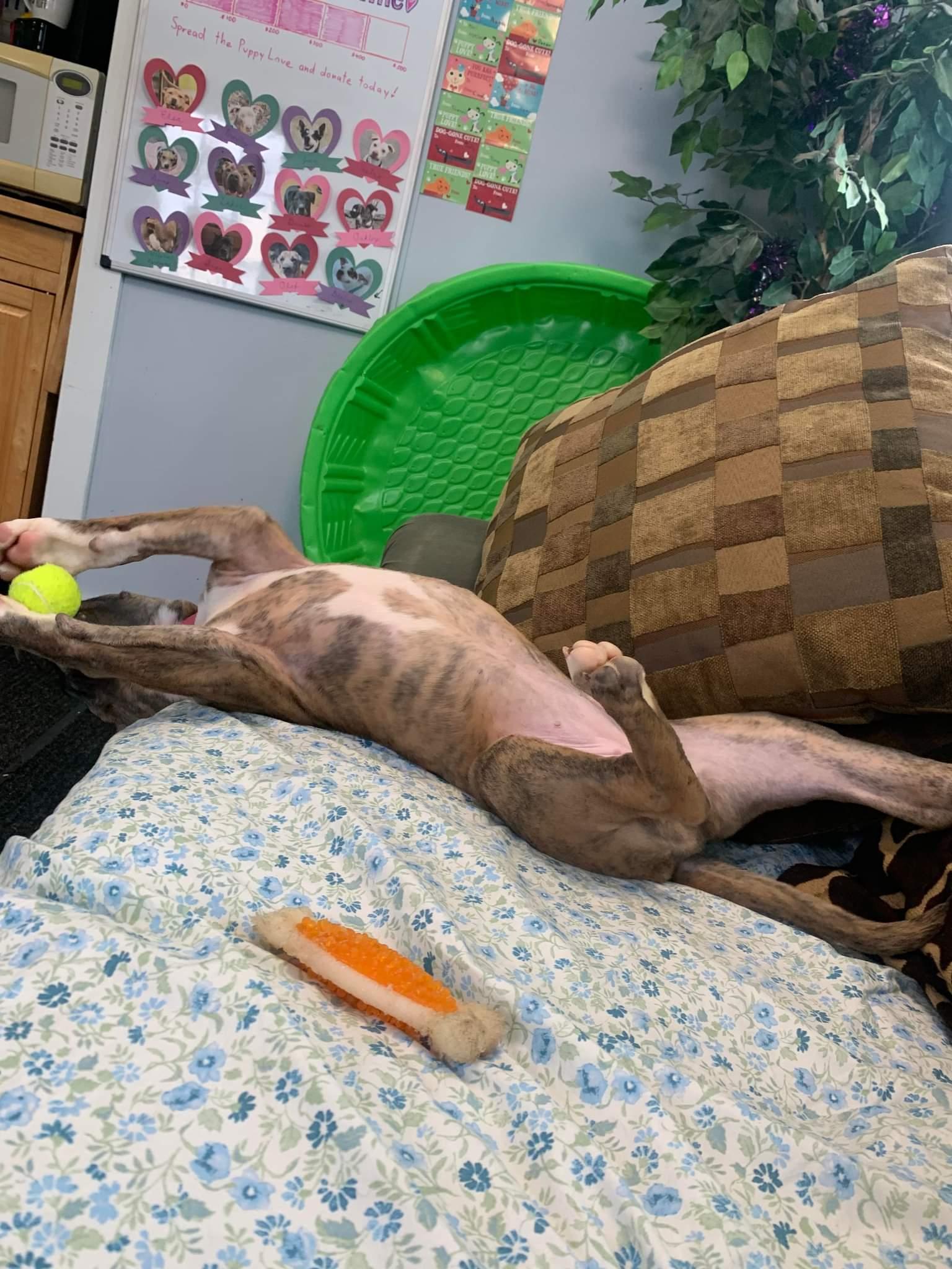 Enlarge Kiwi, a ADOPTABLE mixed breed in Brunswick, OH image 5/6