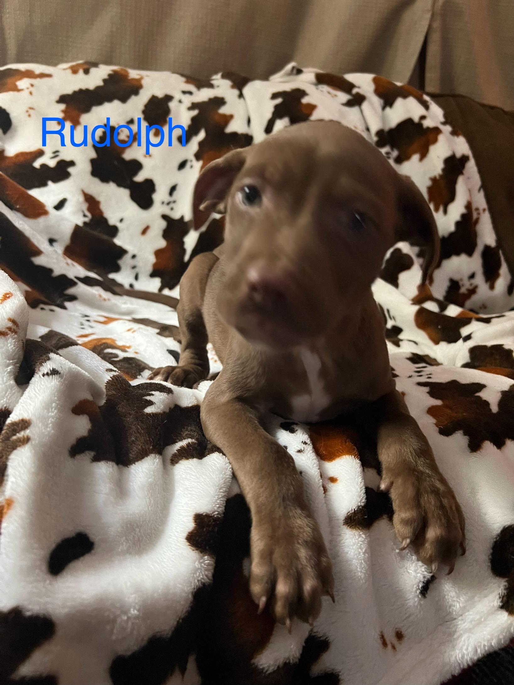 Rudolph, ADOPTABLE, Puppy Male Mixed Breed.