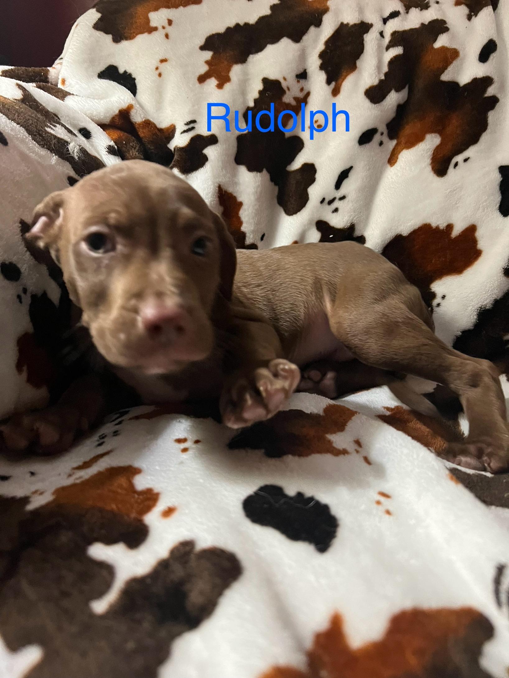Rudolph, a ADOPTABLE mixed breed in Davisburg, MI image 2/4