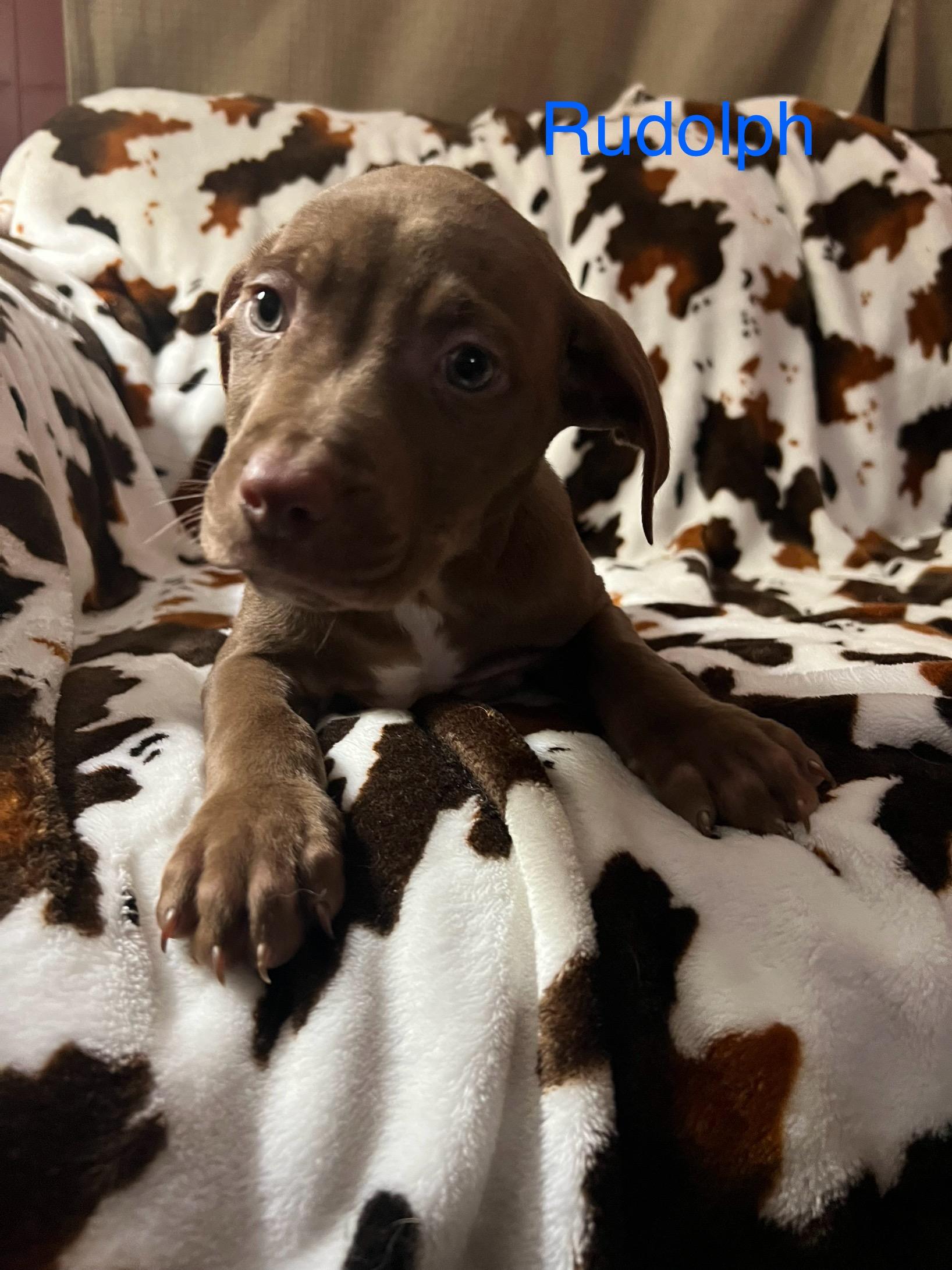 Rudolph, a ADOPTABLE mixed breed in Davisburg, MI image 3/4