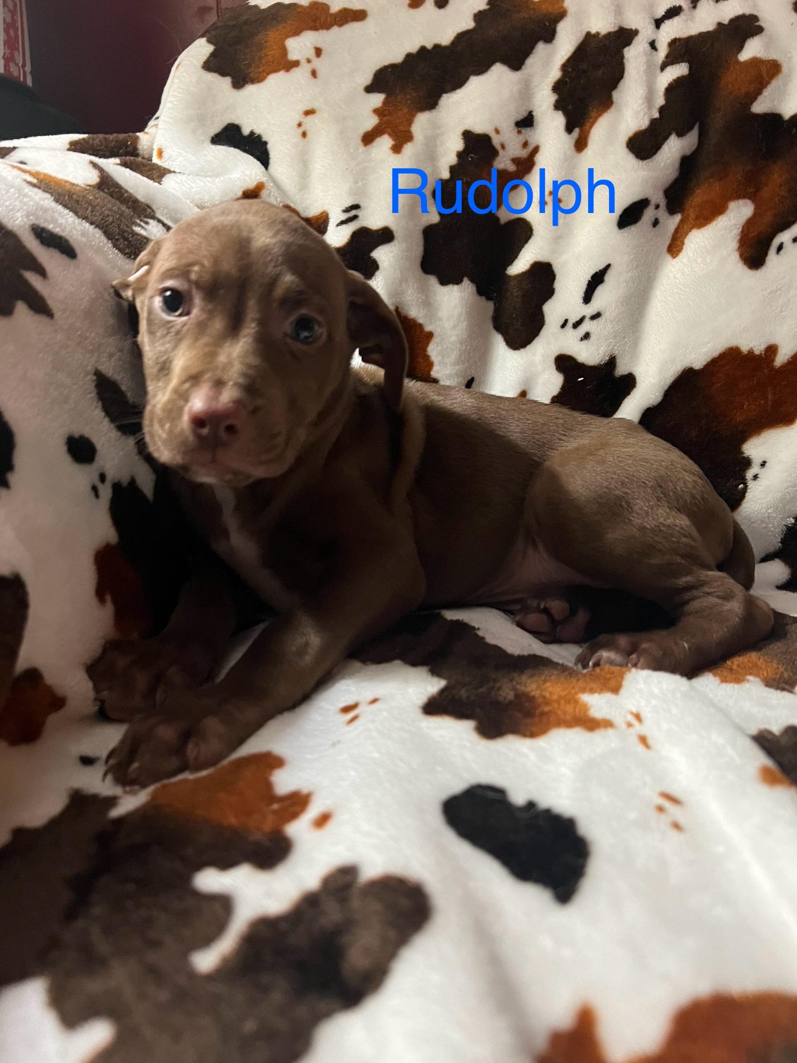 Rudolph, a ADOPTABLE mixed breed in Davisburg, MI image 4/4