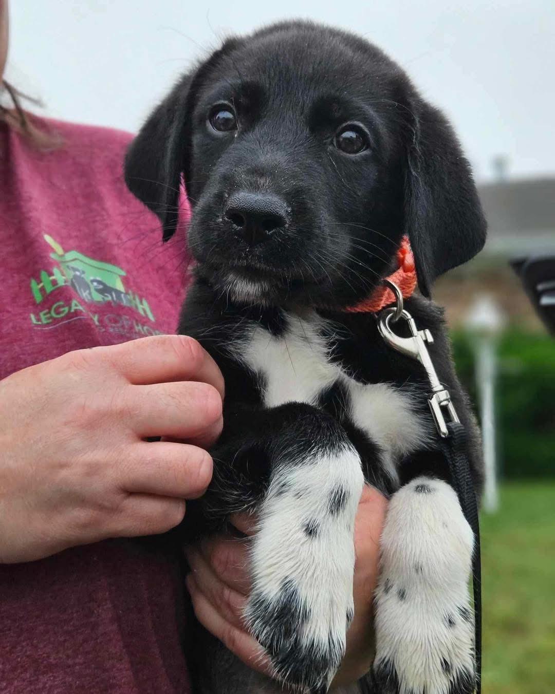 Vivian, Baby Female Great Pyrenees