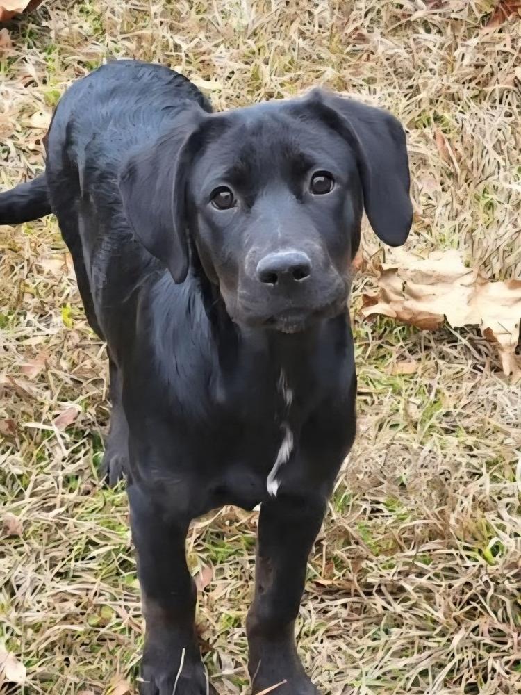 Enlarge Jolly, a Adoptable mixed breed in Groveland, MA image 1/1