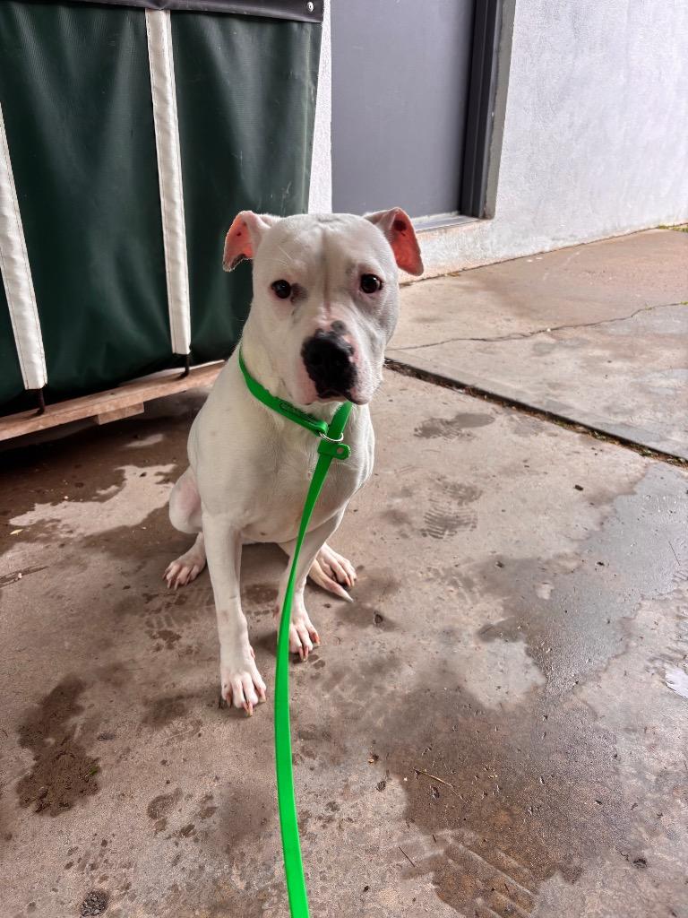 KJ, a Adoptable American Staffordshire Terrier in Port Jervis, NY image 1/2