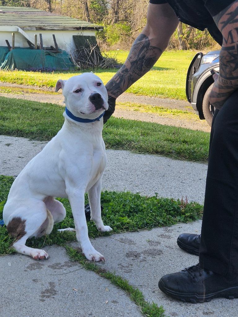 KJ, a Adoptable American Staffordshire Terrier in Port Jervis, NY image 2/2