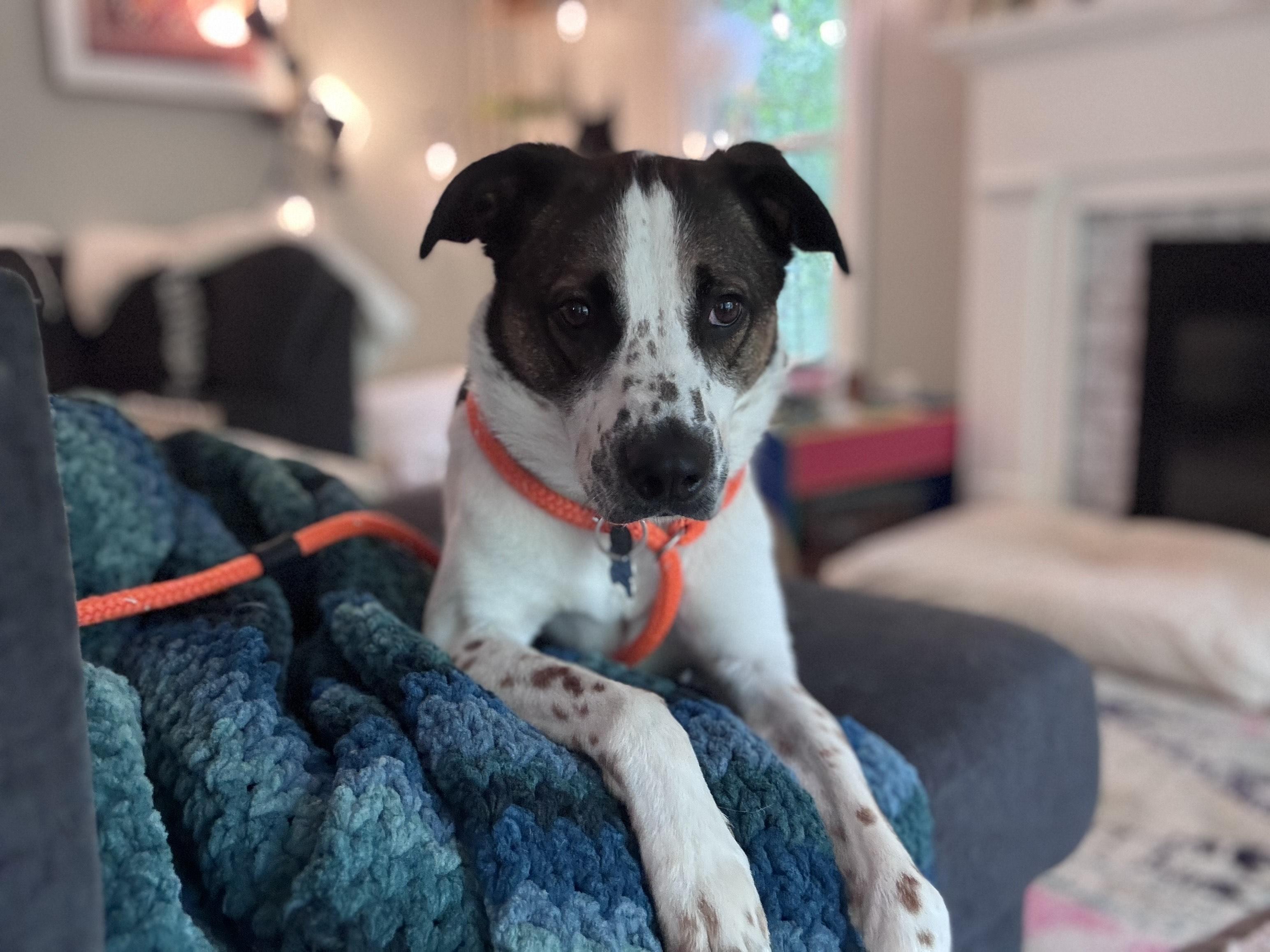 Enlarge Nova (ID 47118/ 3289), a Adoptable mixed breed in Manassas, VA image 4/6