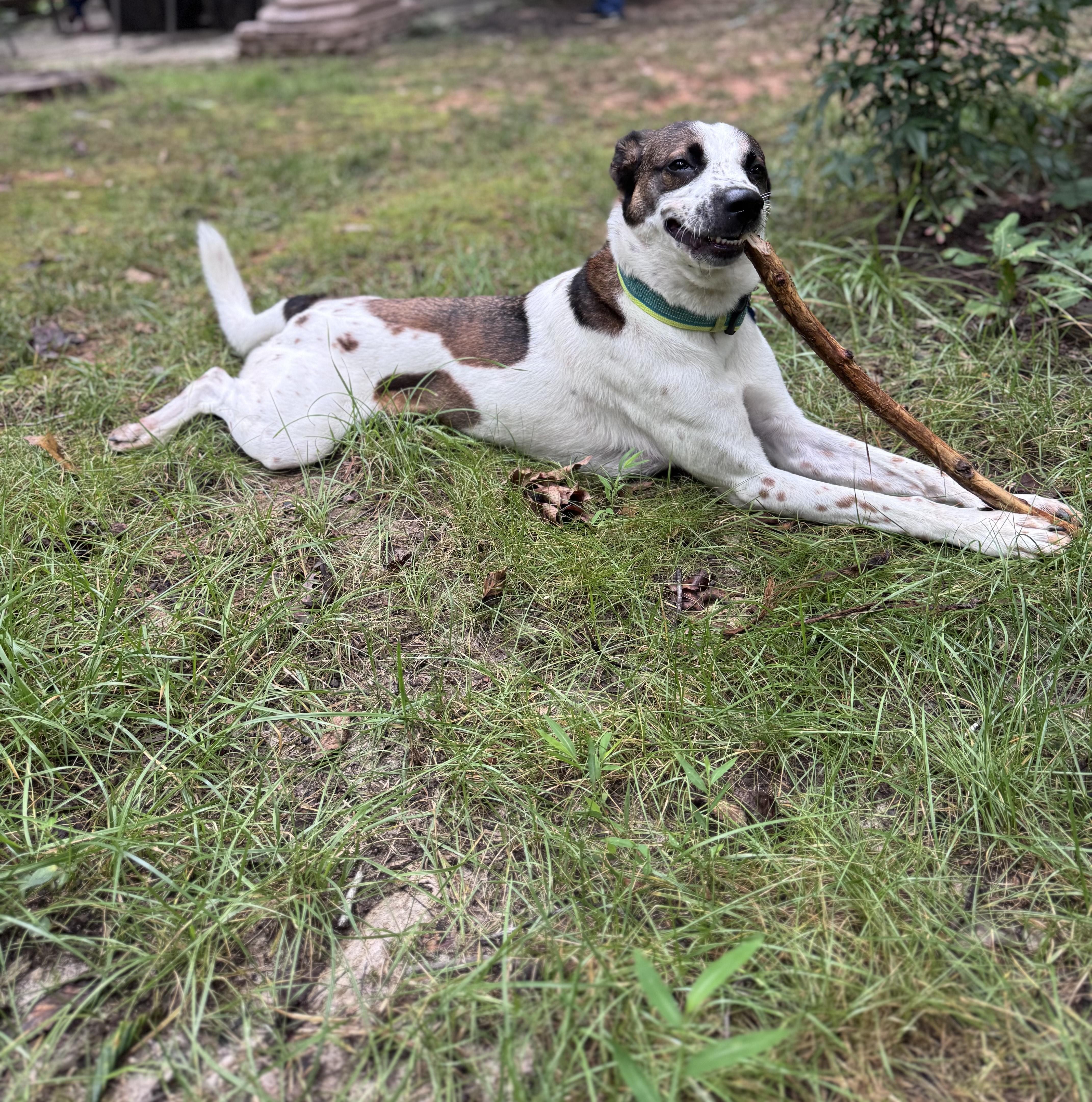 Enlarge Nova (ID 47118/ 3289), a Adoptable mixed breed in Manassas, VA image 5/6