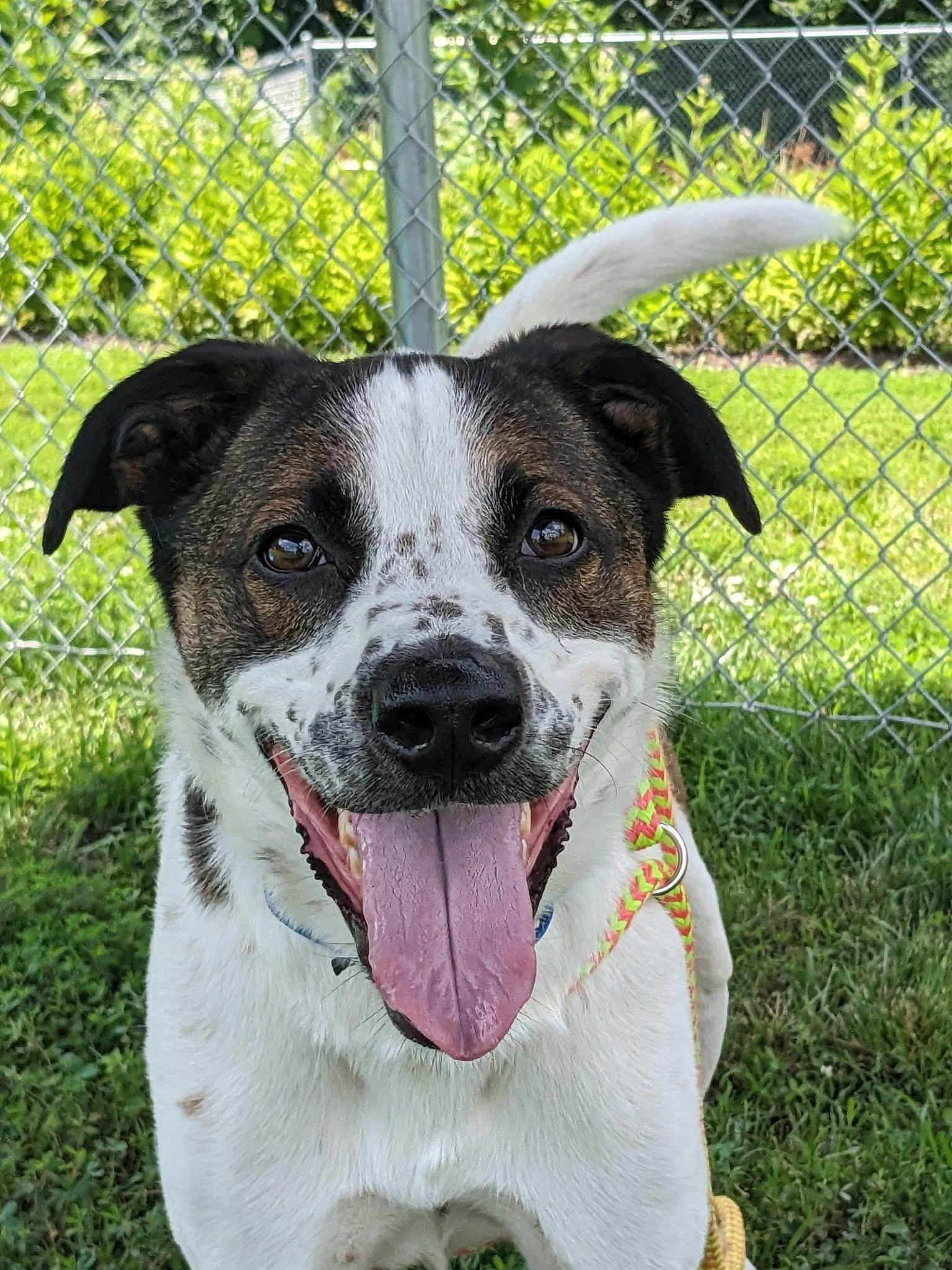 Enlarge Nova (ID 47118/ 3289), a Adoptable mixed breed in Manassas, VA image 2/6