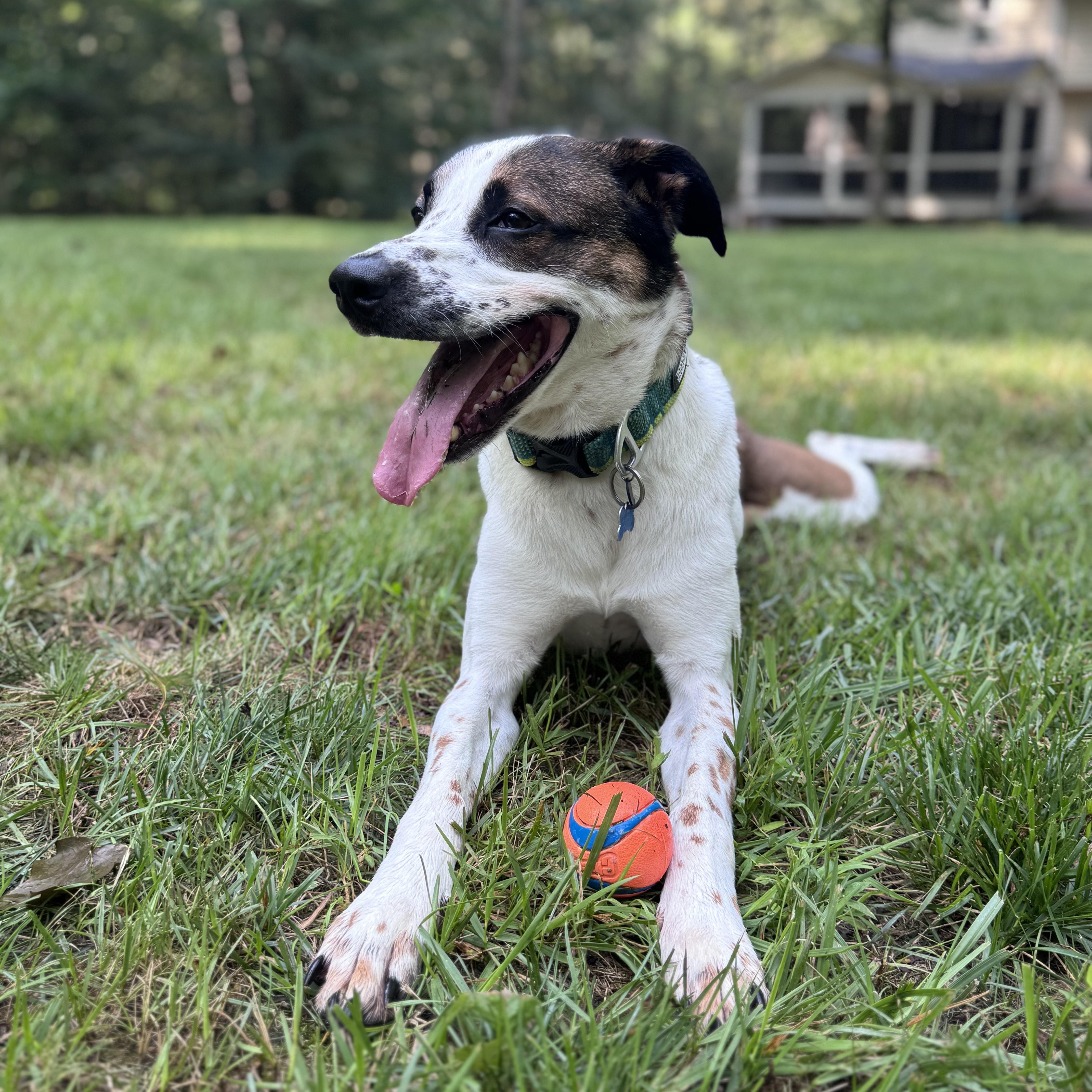 Enlarge Nova (ID 47118/ 3289), a Adoptable mixed breed in Manassas, VA image 1/6