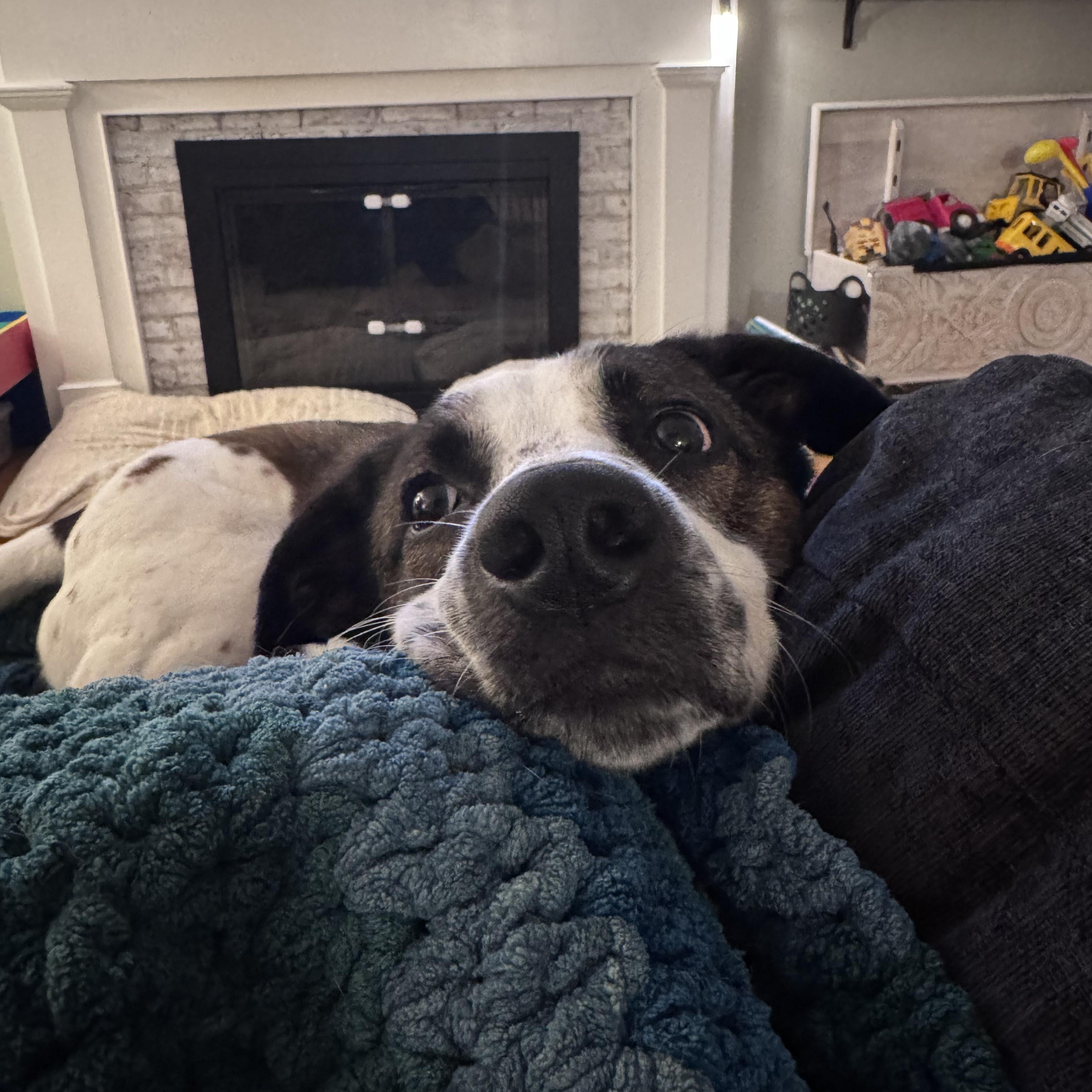 Enlarge Nova (ID 47118/ 3289), a Adoptable mixed breed in Manassas, VA image 6/6