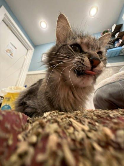 Millie, Adoptable, Adult Female Domestic Short Hair & Domestic Short Hair.