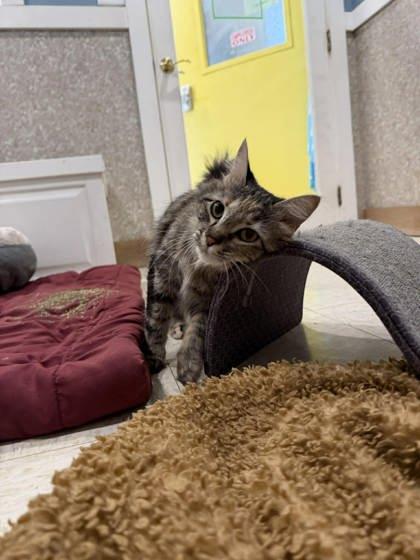 Enlarge Millie, a Adoptable mixed breed in Scottsbluff, NE image 2/3