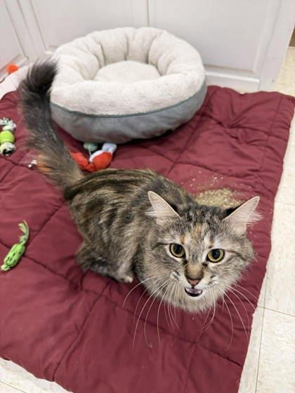 Enlarge Millie, a Adoptable mixed breed in Scottsbluff, NE image 3/3