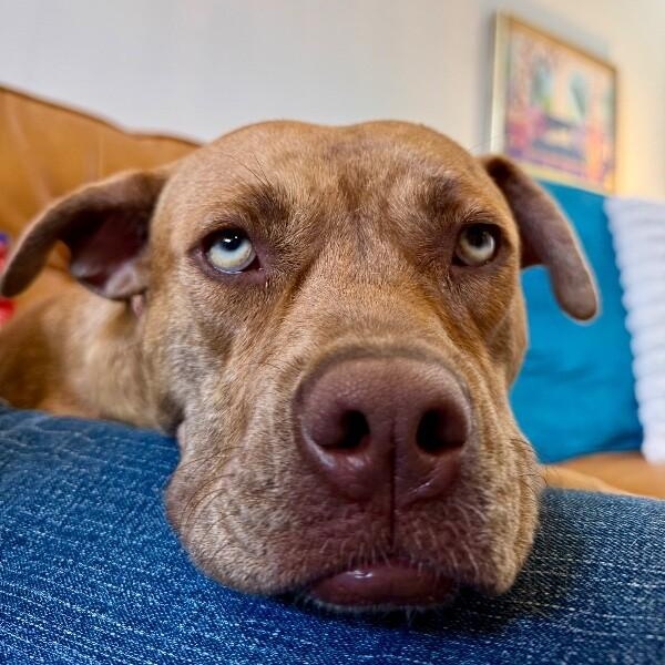 Dolly Lolly the Lovable Snuggle Queen