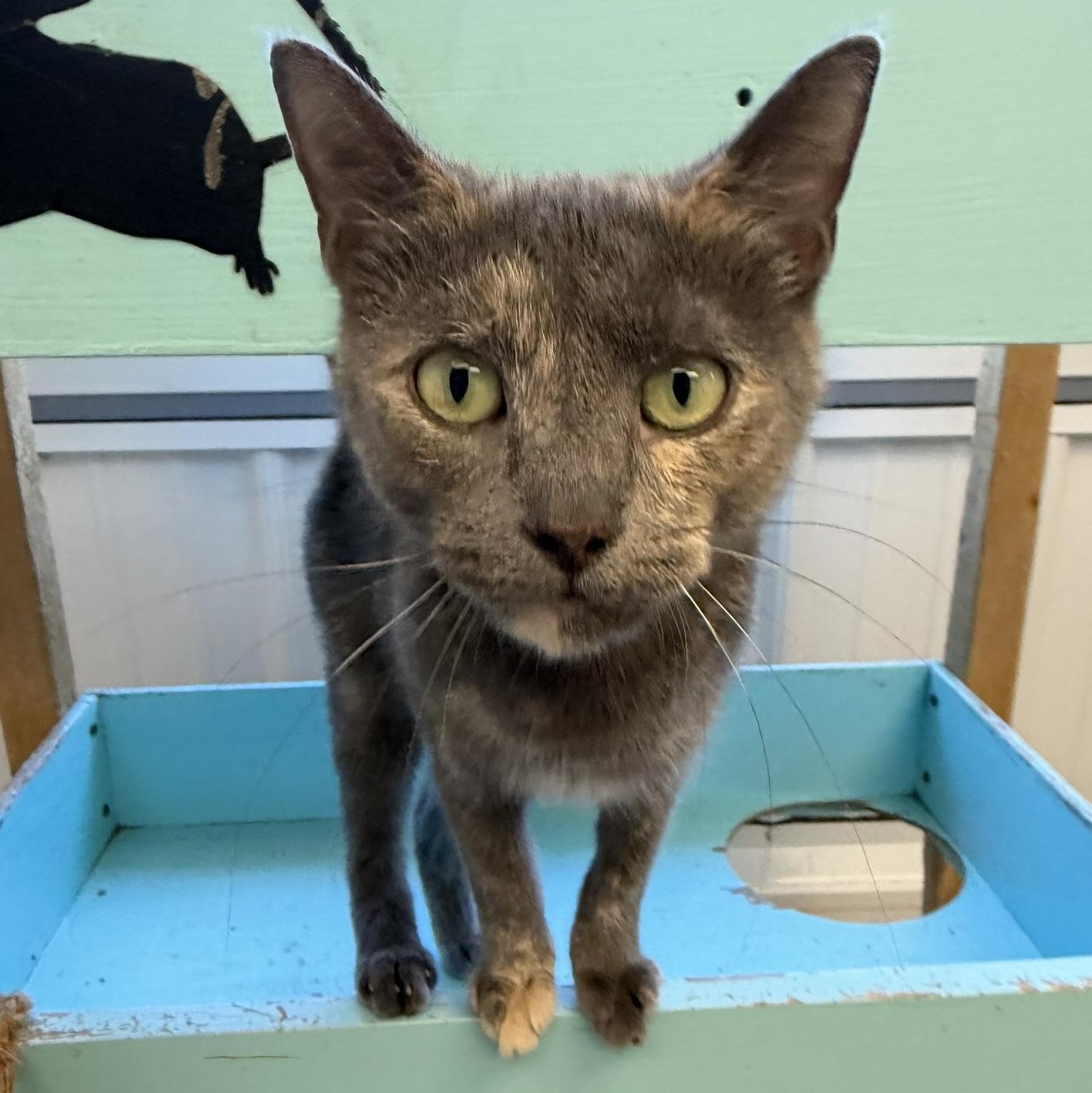 Canvas, Adoptable, Adult Female Domestic Short Hair.