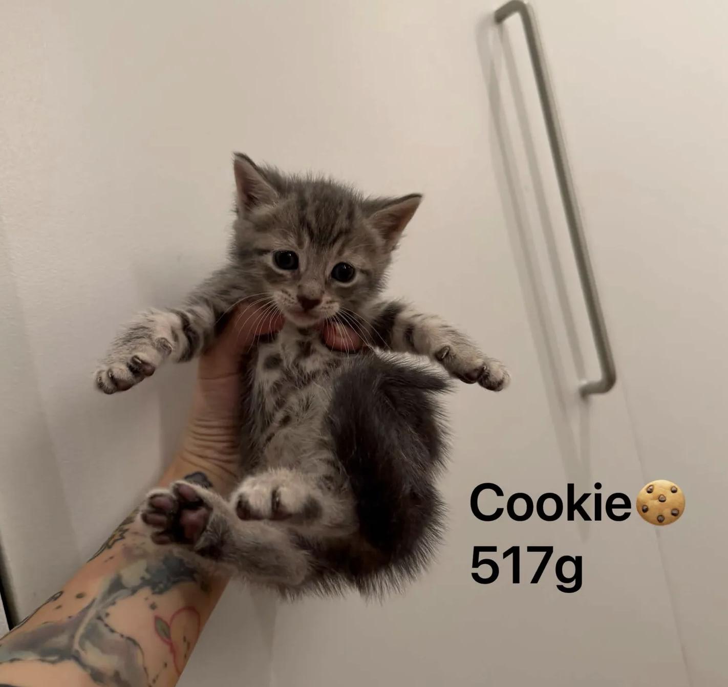 The Snack Litter (Ready June 2), a ADOPTABLE Domestic Short Hair in Weehawken, NJ image 4/5