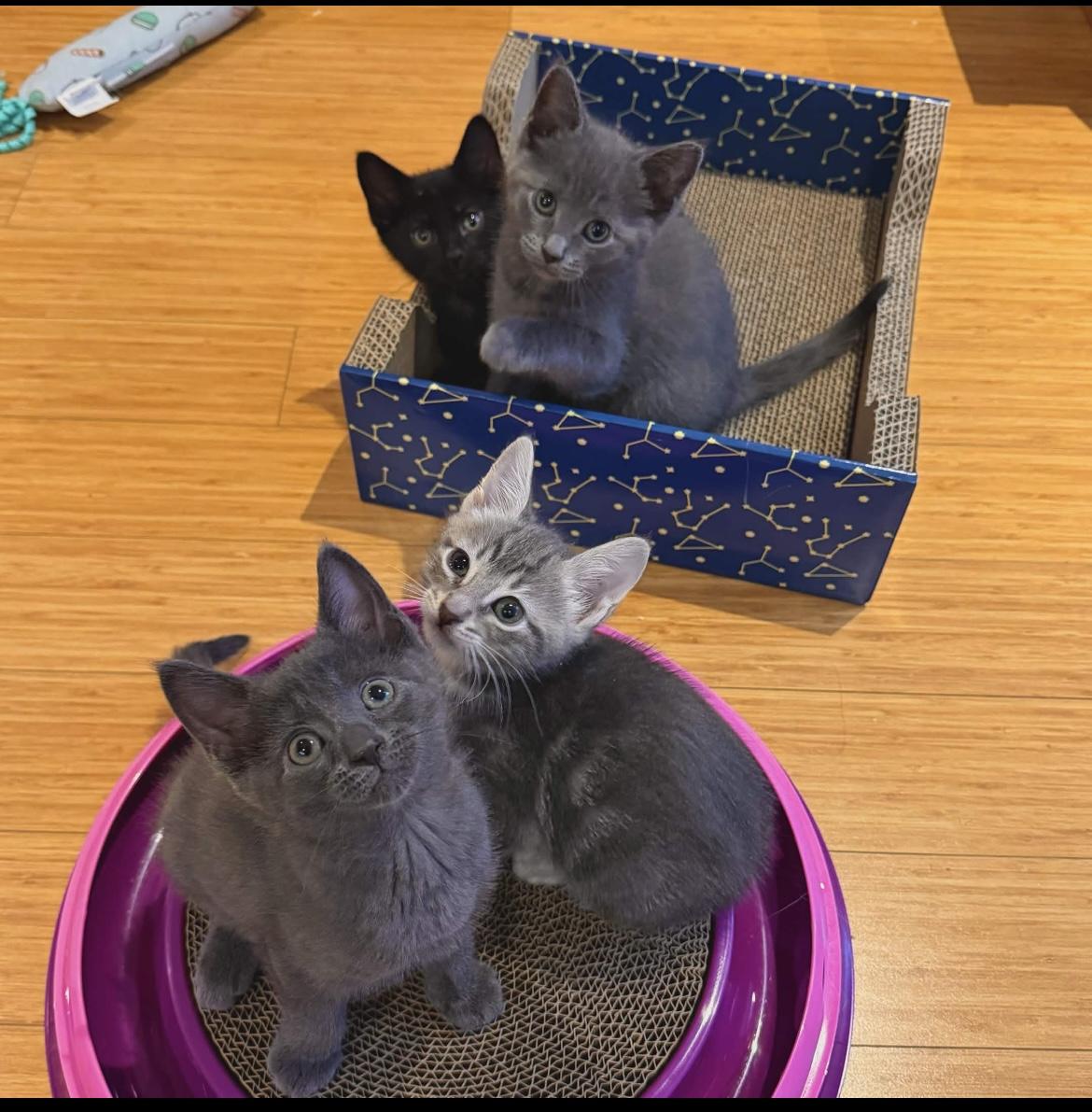 The Snack Litter (Ready June 2), a ADOPTABLE Domestic Short Hair in Weehawken, NJ image 1/5