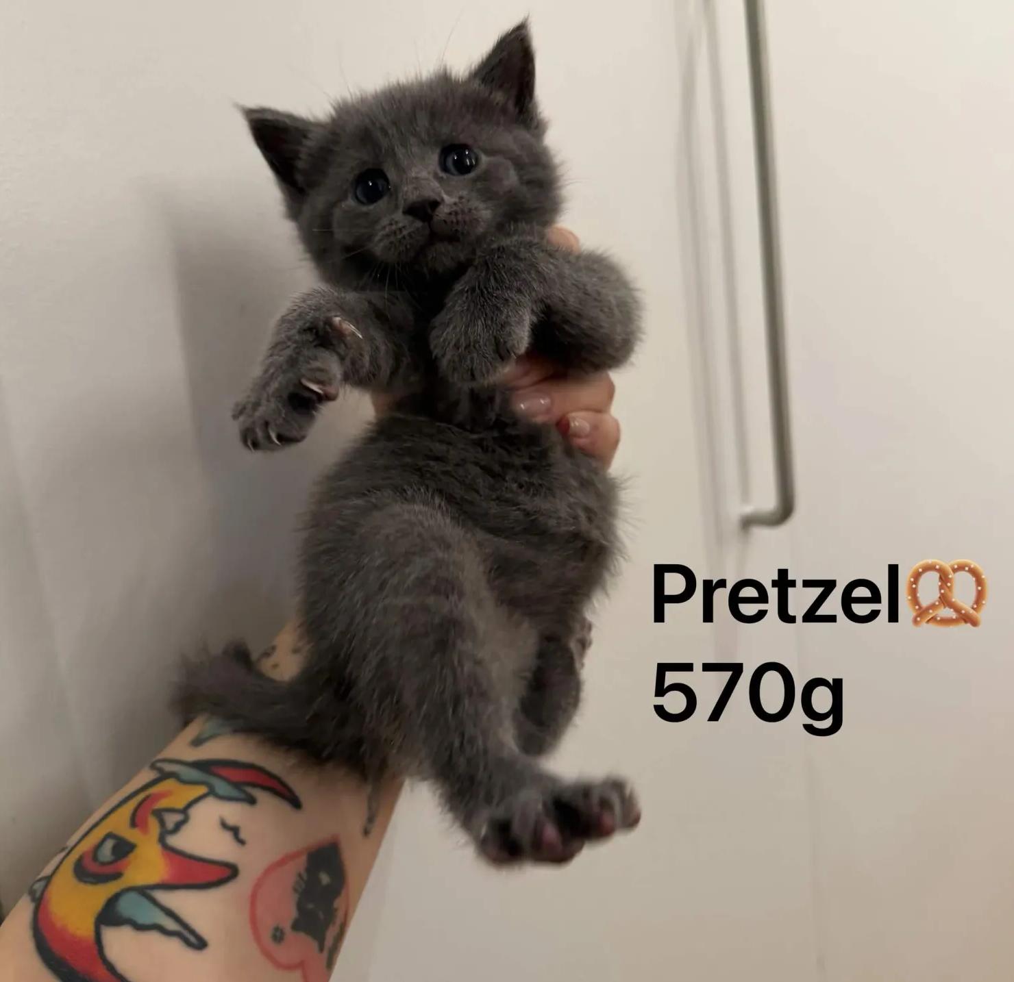 The Snack Litter (Ready June 2), a ADOPTABLE Domestic Short Hair in Weehawken, NJ image 3/5