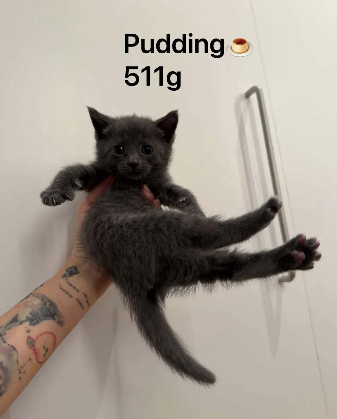 The Snack Litter (Ready June 2), a ADOPTABLE Domestic Short Hair in Weehawken, NJ image 2/5