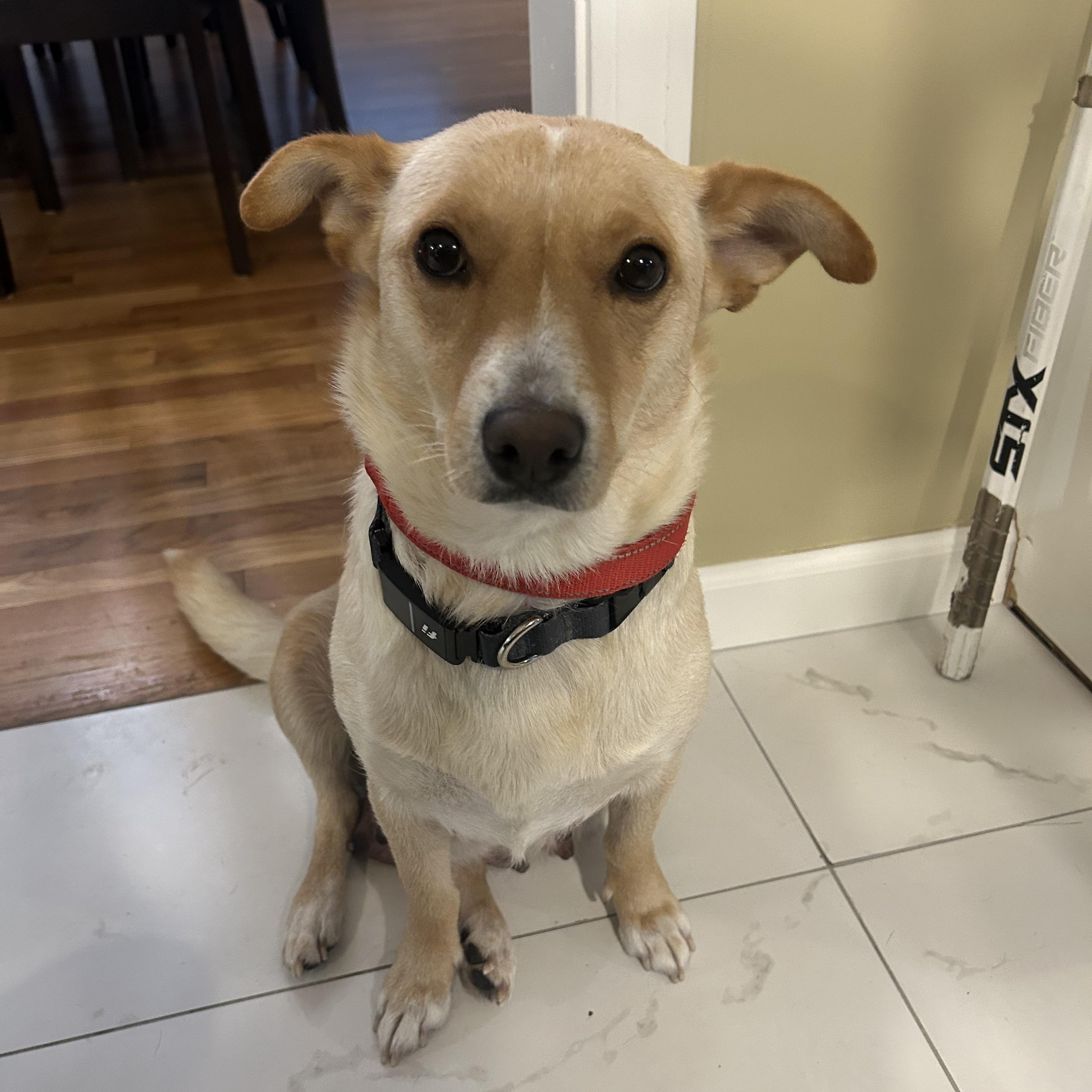 Miss America Momma Musical, adopted, Young Female Corgi.