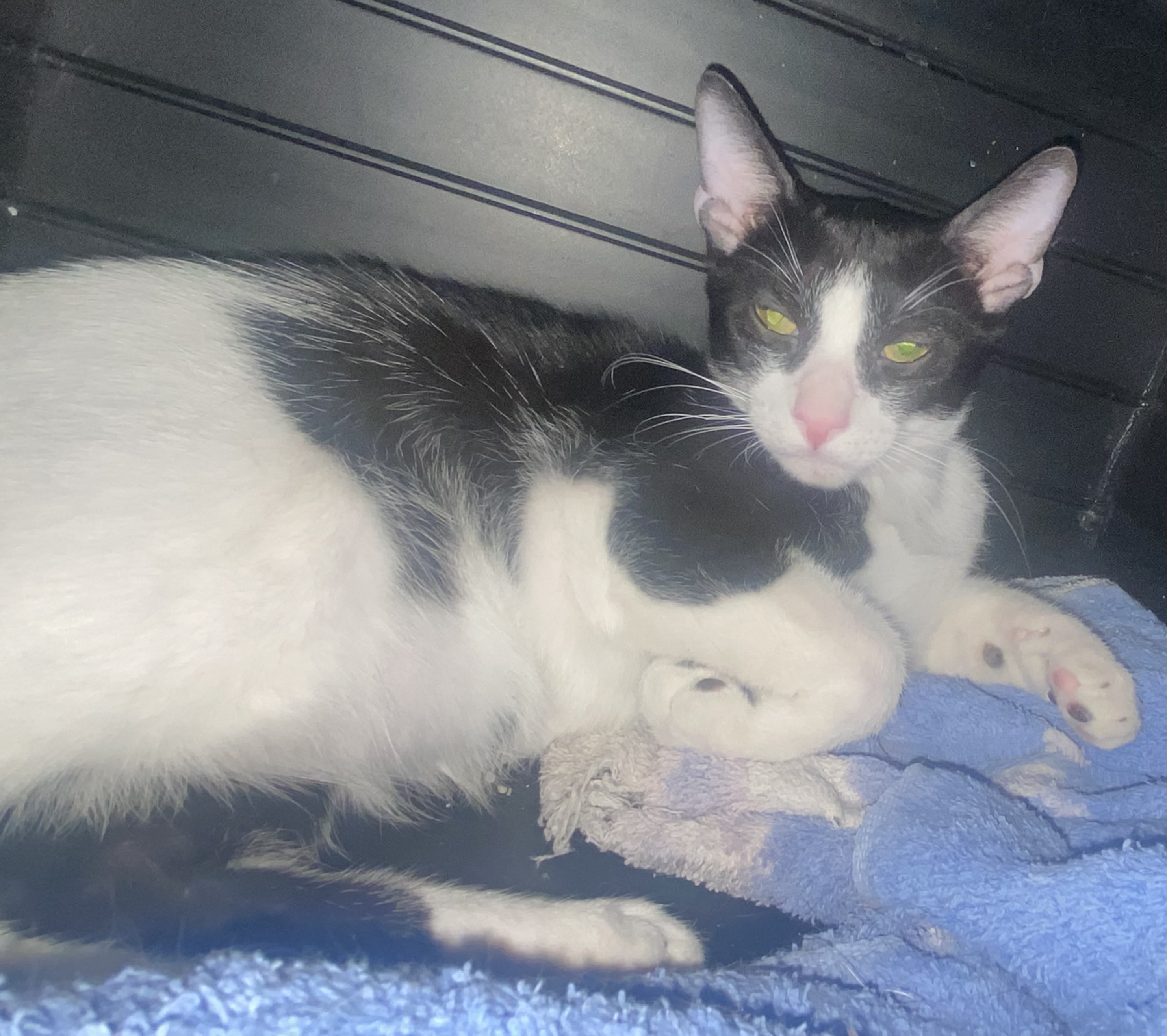 Enlarge Fizzy, a Adoptable Domestic Short Hair in Phoenix, AZ image 6/6