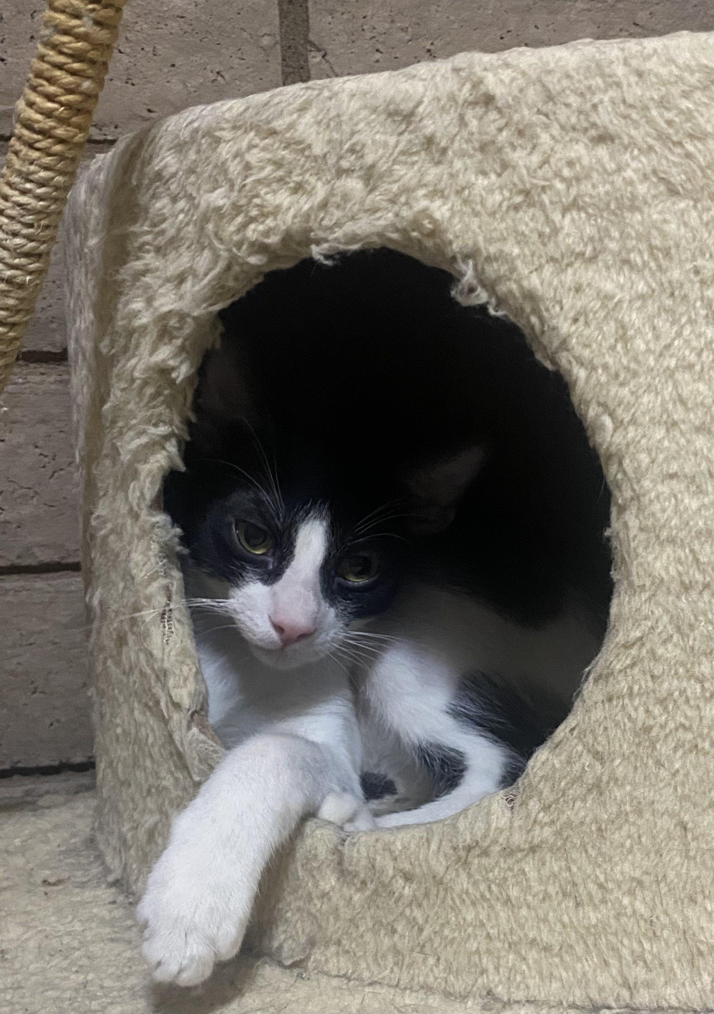 Enlarge Fizzy, a Adoptable Domestic Short Hair in Phoenix, AZ image 2/6