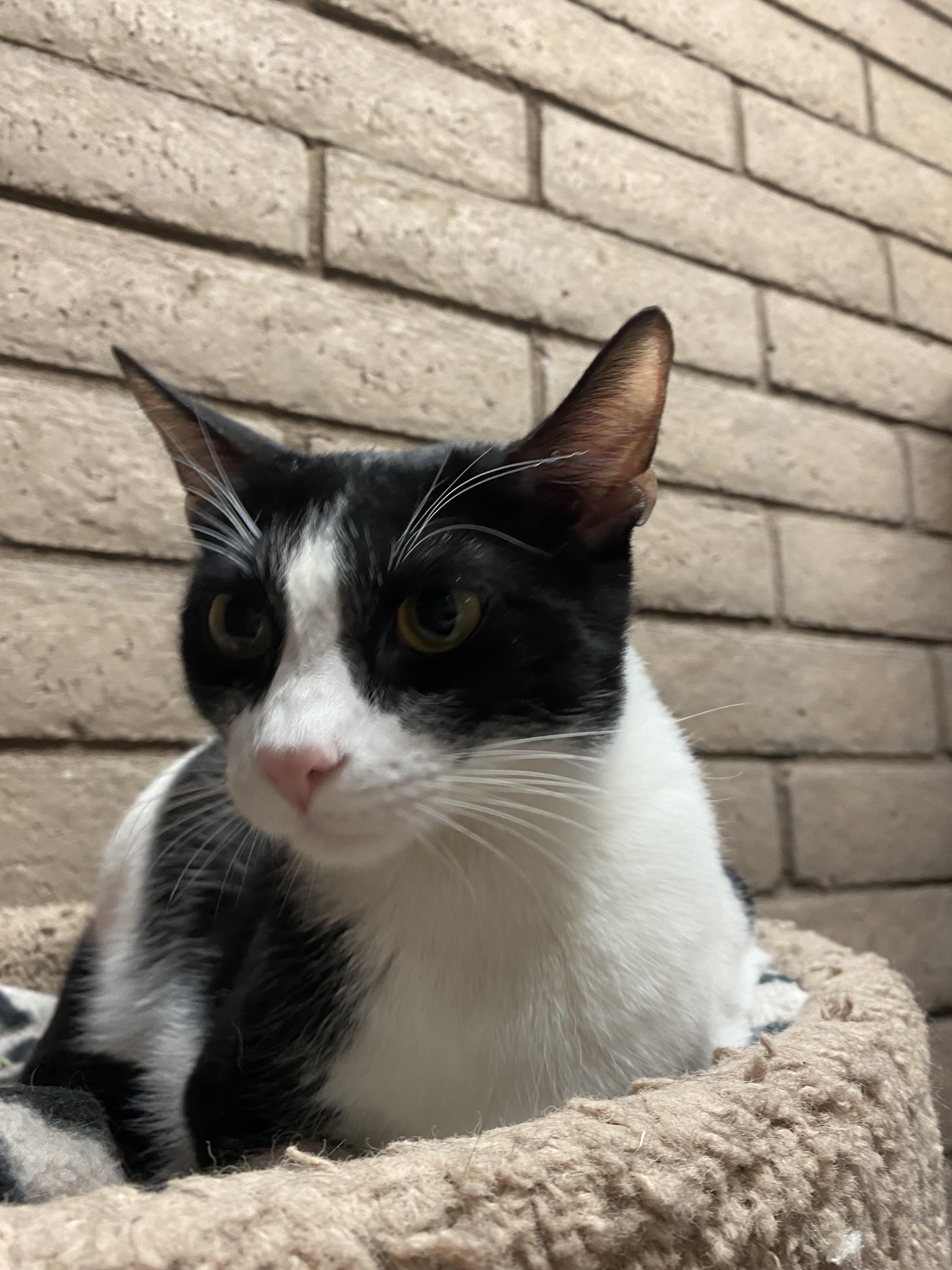 Enlarge Fizzy, a Adoptable Domestic Short Hair in Phoenix, AZ image 3/6