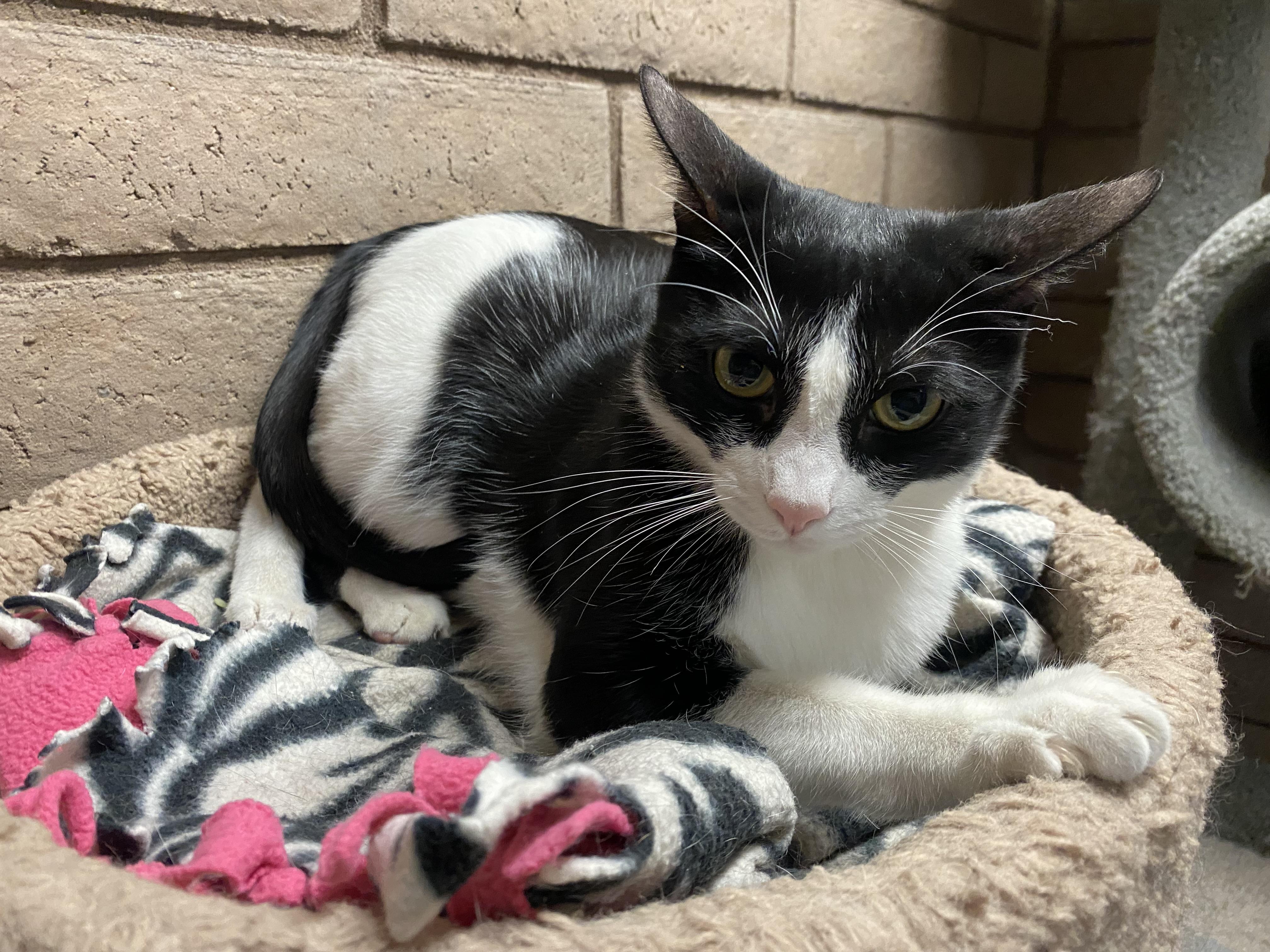 Enlarge Fizzy, a Adoptable Domestic Short Hair in Phoenix, AZ image 4/6