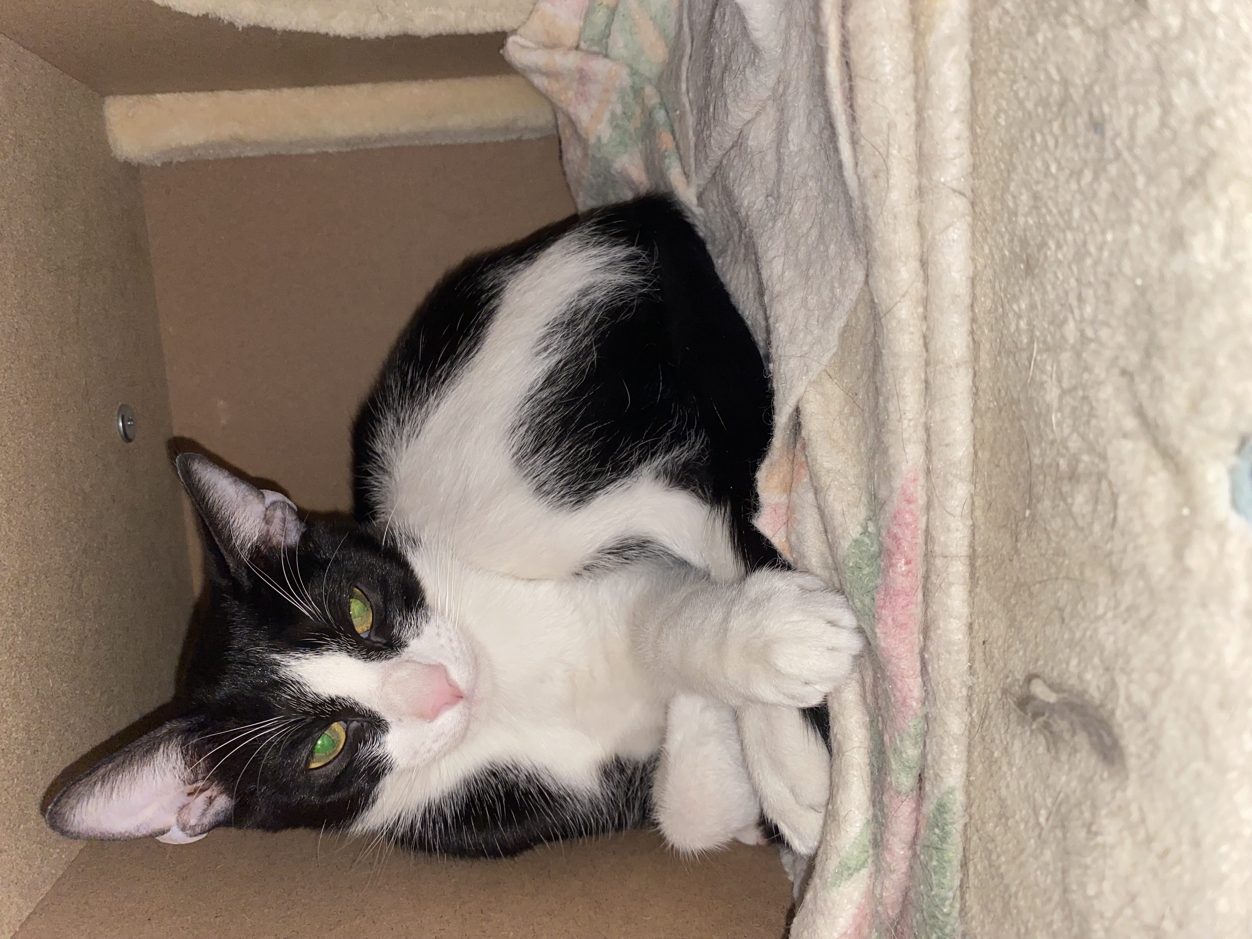 Enlarge Fizzy, a Adoptable Domestic Short Hair in Phoenix, AZ image 5/6