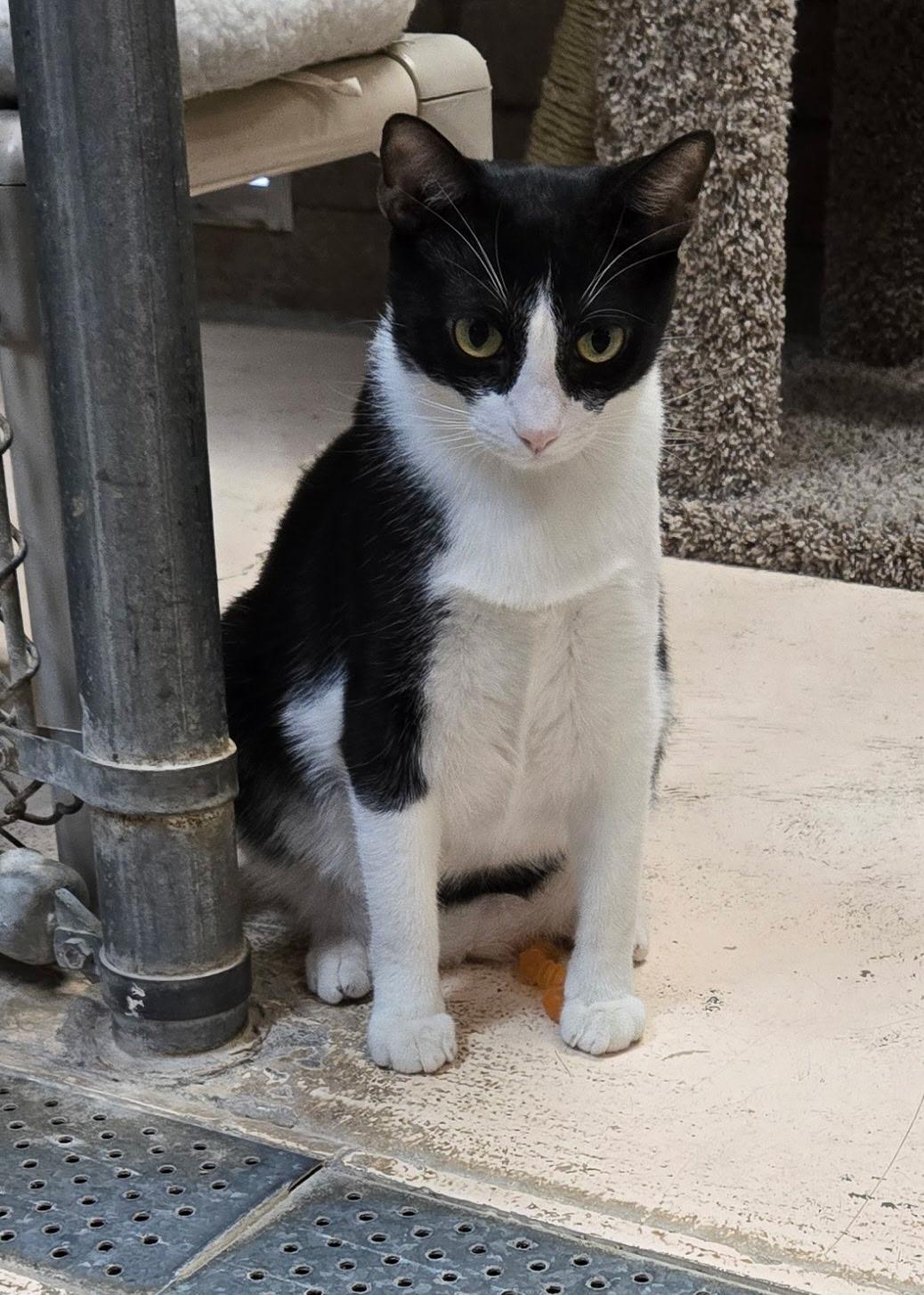 Enlarge Fizzy, a Adoptable Domestic Short Hair in Phoenix, AZ image 1/6