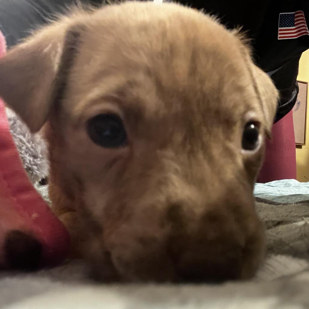 Enlarge Sweetie, a Adoptable Labrador Retriever in Aledo, TX image 2/6