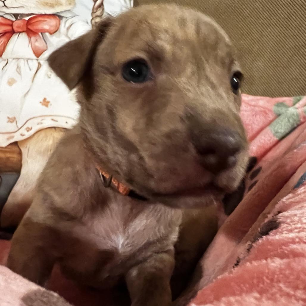Enlarge Sweetie, a Adoptable Labrador Retriever in Aledo, TX image 3/6
