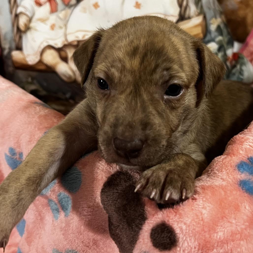 Enlarge Sweetie, a Adoptable Labrador Retriever in Aledo, TX image 4/6